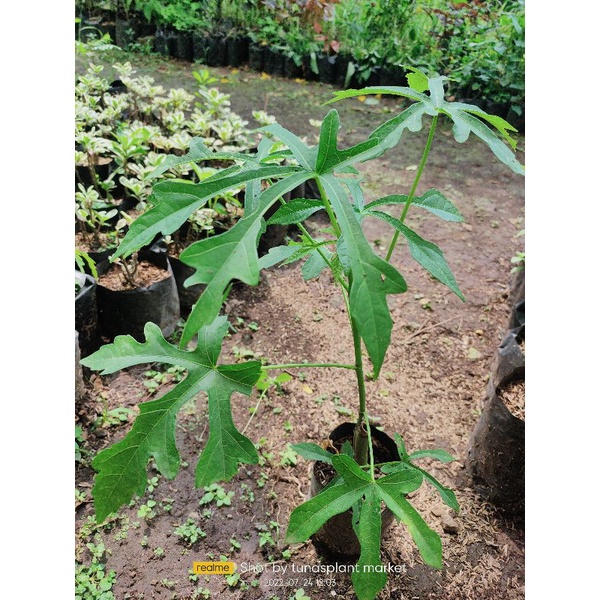 Bibit Pohon Gedi Kalingsir /Pohon Gegi Tanaman Obat Herbal