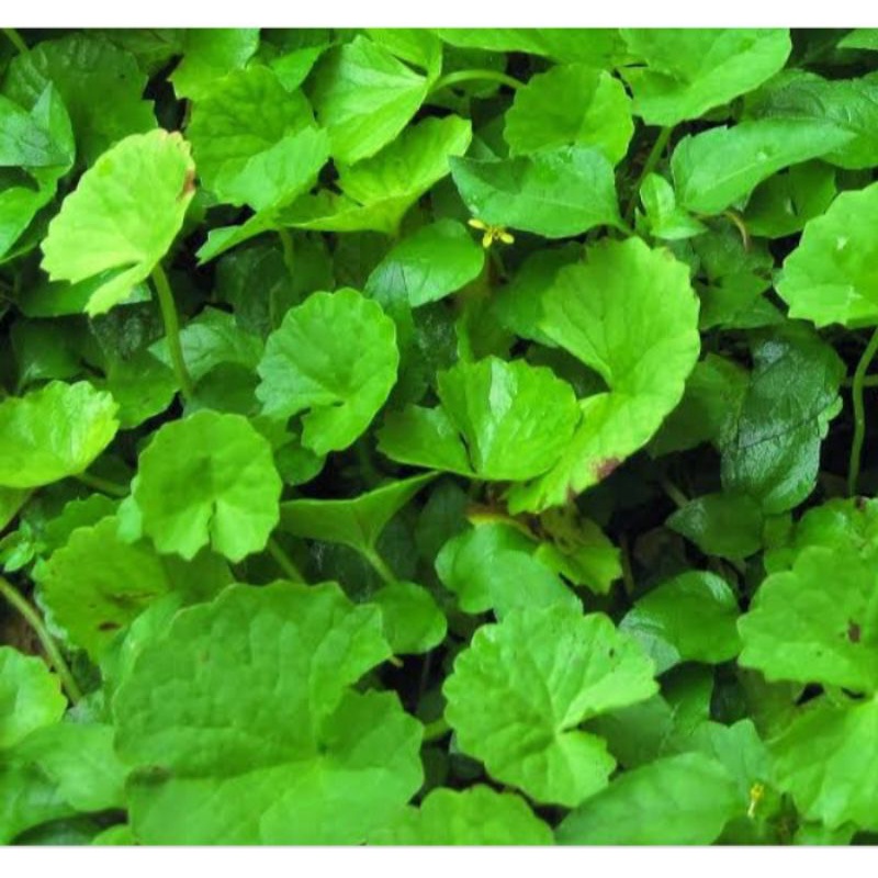 

Daun pegagan atau antanan segar 1 kg