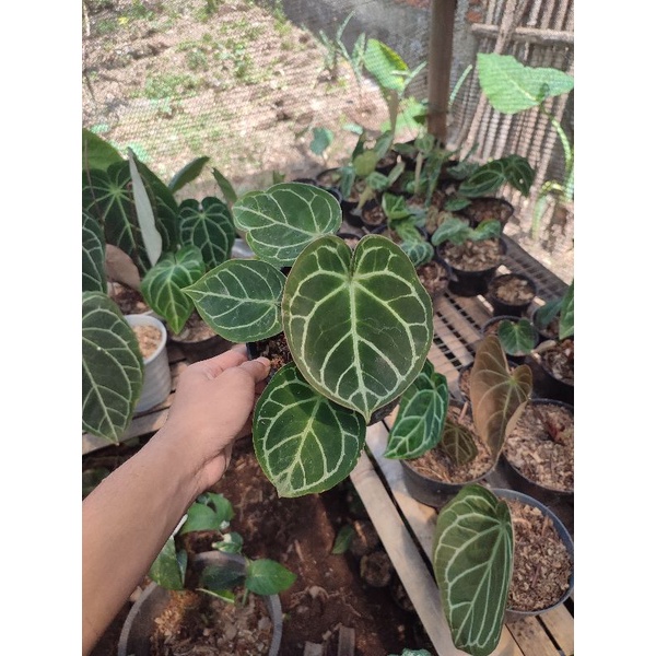 Anthurium dorayaki x (mutasi crystal forgetii)