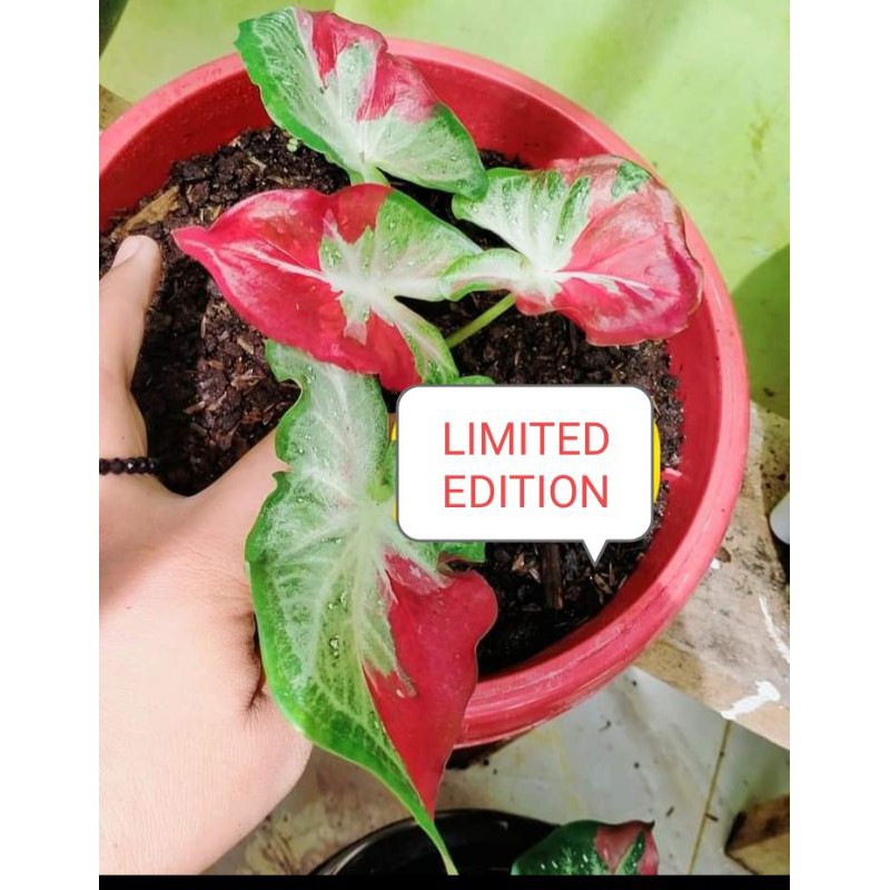 Bunga Keladi Cat Tumpah limited edition