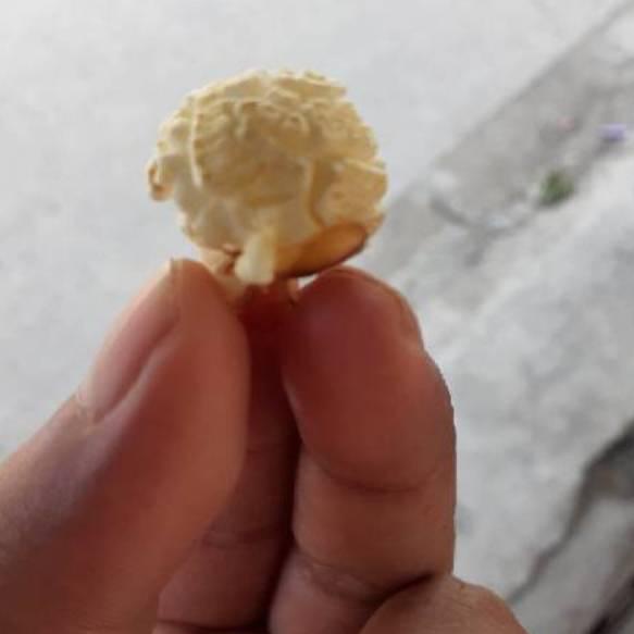 

[PRODUK LJZRP] JAGUNG POPCORN MUSHROOM JUMBO 1KG GP9