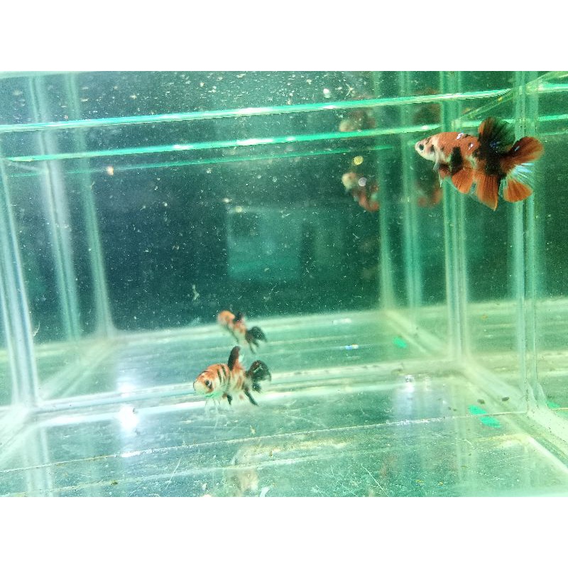 IKAN CUPANG RED KOI GALAXY