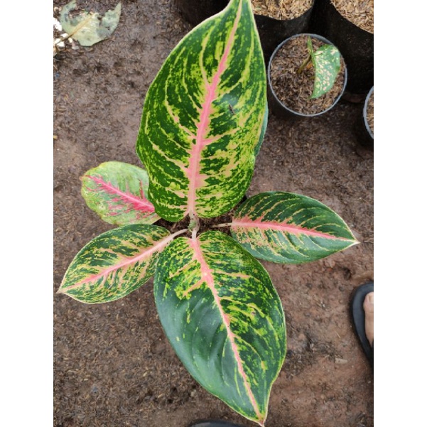 paket aglonema big papa ruby dinamit heng heng