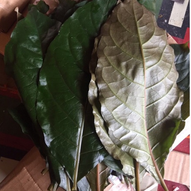 

daun ungu handeleum 100gr