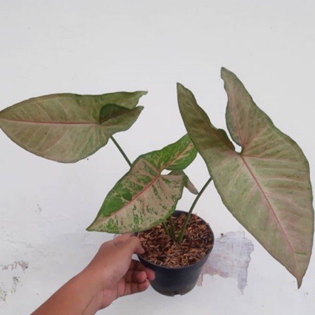 Tanaman hias syngonium pink flecked - syngonium pink flecked