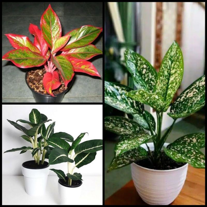 paket 3 Tanaman hias aglonema blanceng zebra-diven-Lipstik