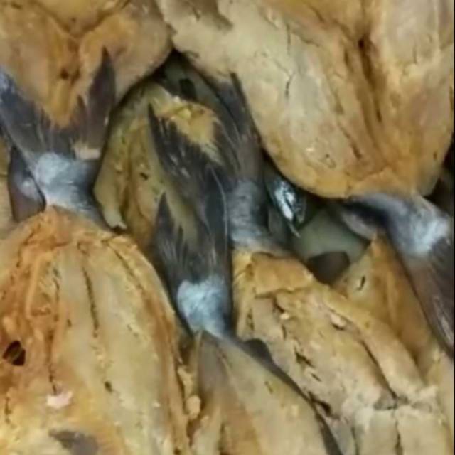 

Ikan jambal roti super khas Pangandaran