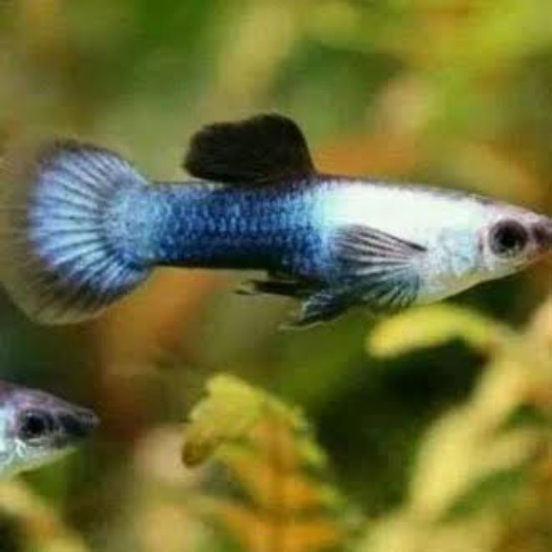 ikan guppy mini panda
