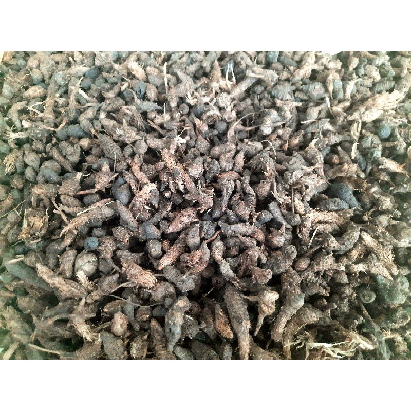 

umbi rumput teki kering ori 100gr