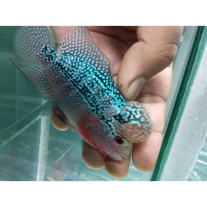 ikan LOUHAN KSRD ukuran kurleb 10-11cm