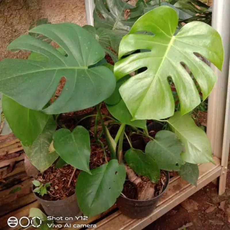 Monstera King Deliciosa