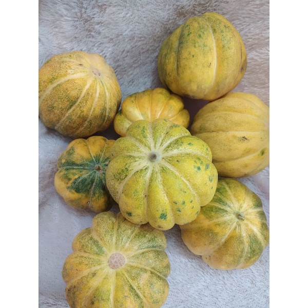 BLEWAH BATU BARU PETIK KUALITAS TERBAIK