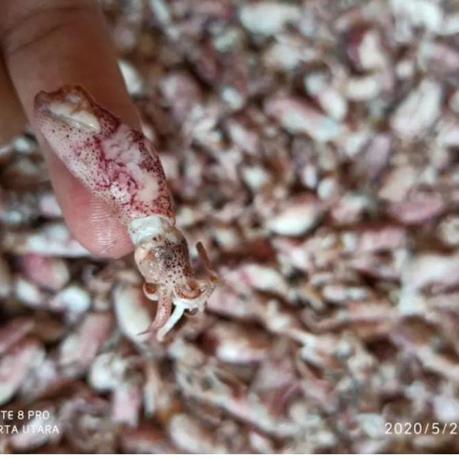 

GREAT SALES 7936 Ikan Asin Baby Cumi 1Kg Murah ヹ