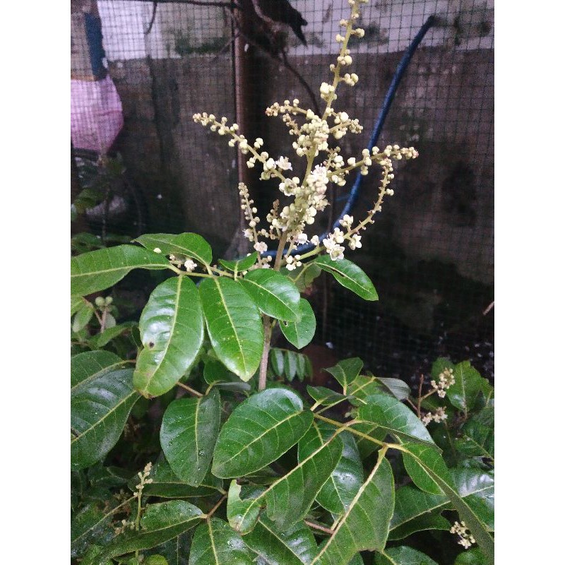 Paket 4 bibit kelengkeng matalada berbunga