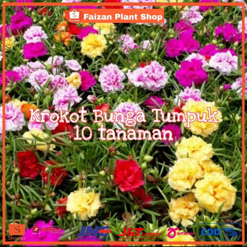tanaman hias krokot bunga tumpuk | tanaman bunga krokot | paket 10 tanaman krokot bunga