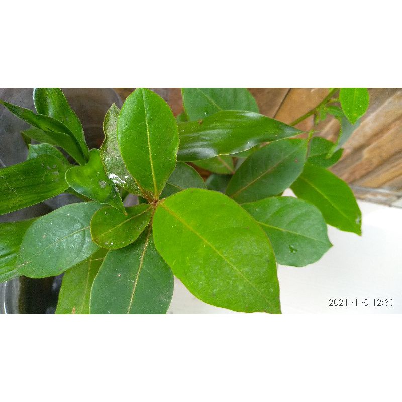 Bibit pohon Ketapang laut