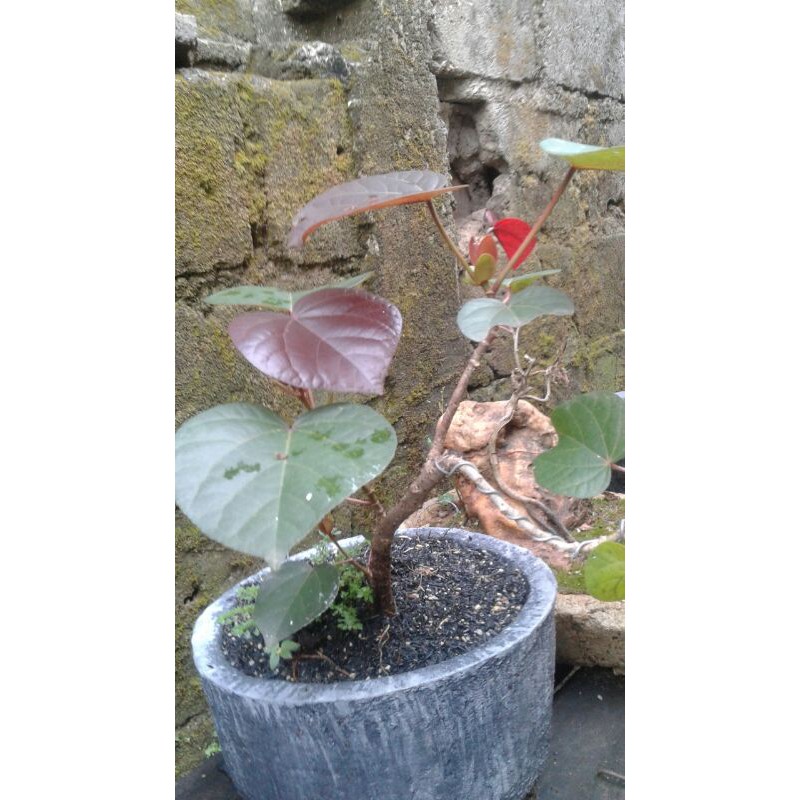 bahan bonsai waru merah