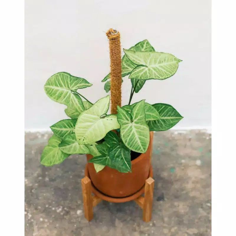 tanaman hias singonium putih / singonium putih / singonium