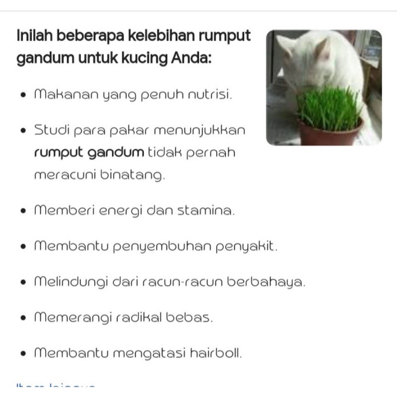 Harga Rumput Kucing Terbaru November 2021  BigGo Indonesia