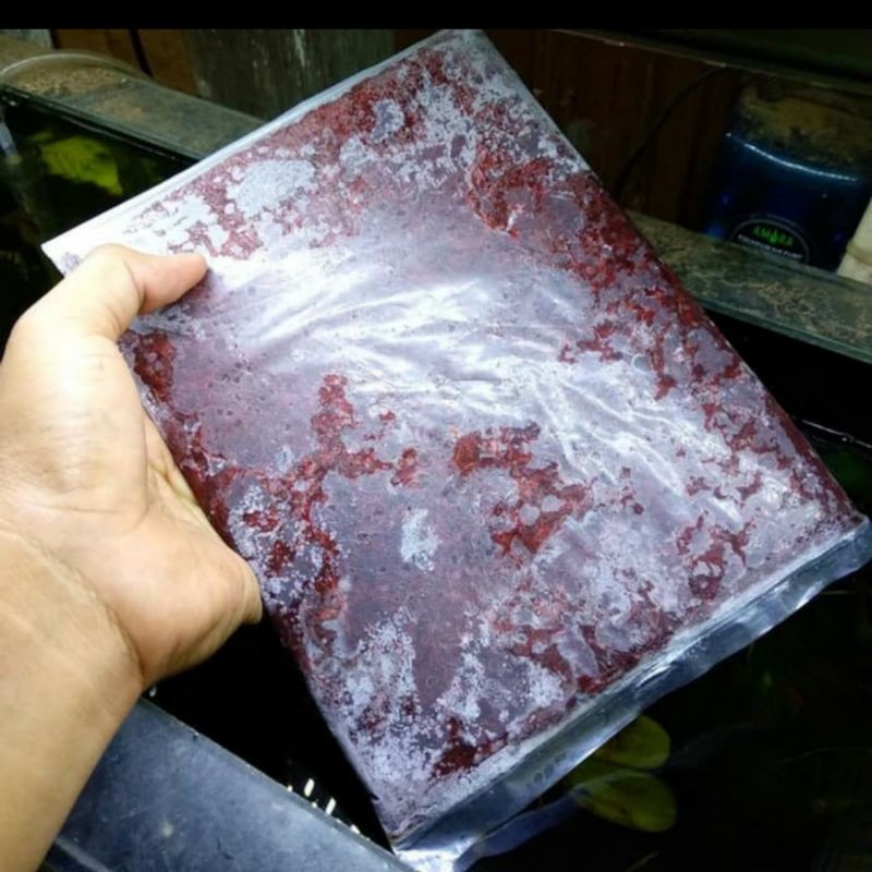 

Cacing beku segar 250gr Pakan alami ikan hias