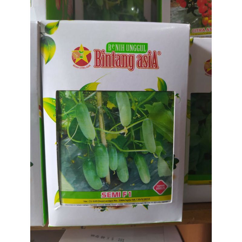 Semi SP Benih mentimun