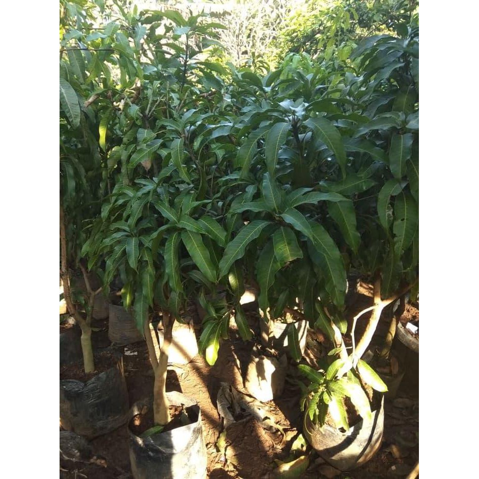 HOT POHON MANGGA IRWIN 1.6 METER SIAP BUAH NEW