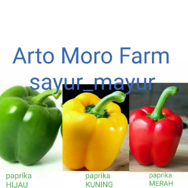 

Cabe paprika merah,paprika hijau,paprika kuning pilihan (bergaransi)