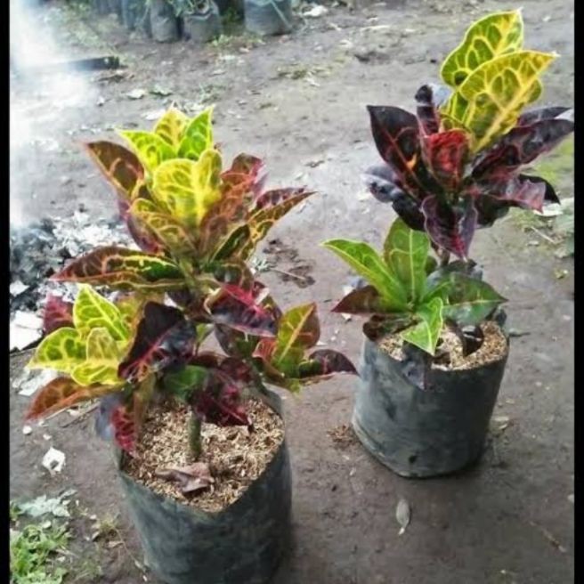 Tanaman Hias puring kura  Tanaman Hias Puring