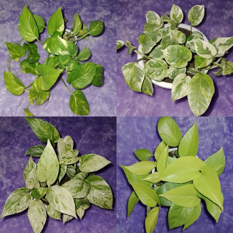 Paket Sirih Gading (4 Macam) Sirih Marble,Neon,Hijau Kuning,Varigata/Njoy