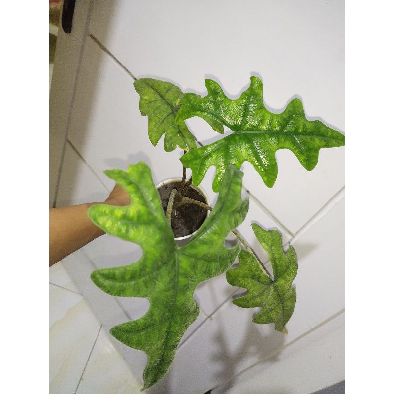 Alocasia Jacklyn 4 Daun Dewasa Murah