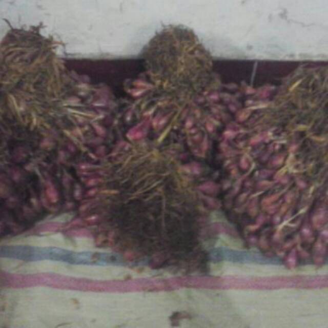 

Bawang merah
