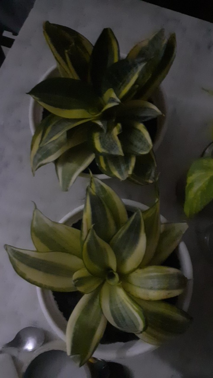 Sanseviera Lidah Mertua Kuning