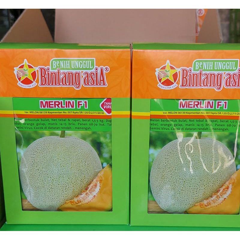 Melon Merlin F1 Bintang Asia