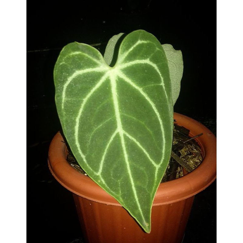 Anthurium Regale
