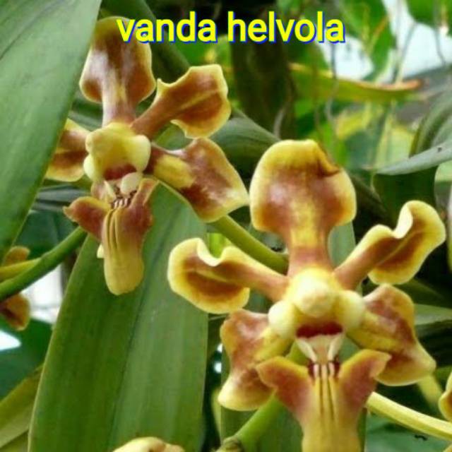 Anggrek Vanda Helvola