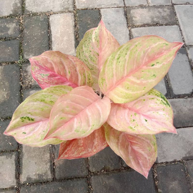 Aglaonema bidadari / Aglonema bidadari florist nursery / Aglonema bidadari (Tanaman hias aglaonema b