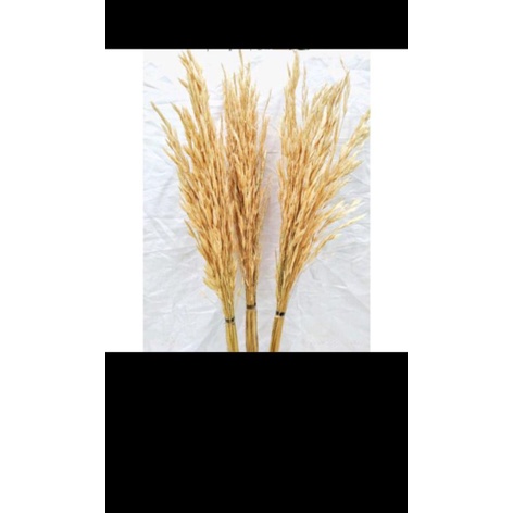 Bunga Padi Padian/Bunga kering/Dekorasi