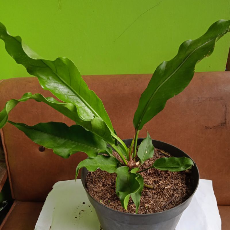 tanaman hias anturium keris hitam