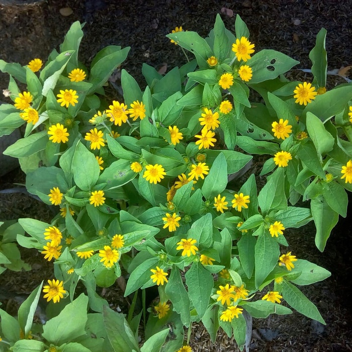 Bibit Tanaman Bunga Matahari Kecil/ Bunga Sunflower Mini Sudah Berbunga/Bunga Seribu Bintang