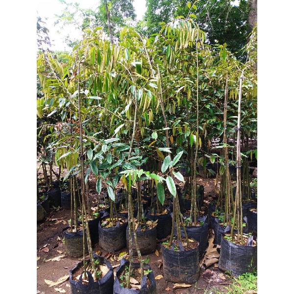 bibit tanaman durian musang king -bawor - duri hitam kaki 3 tinggi 2-3 meter batang besar