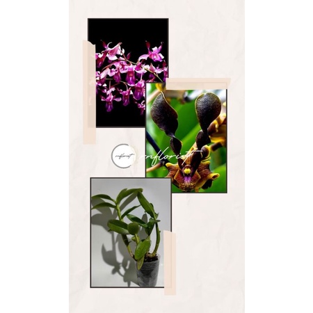 Anggrek Den. Taurinum Red×Helix