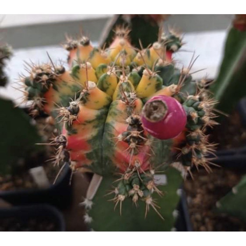 Biji Kaktus Gymno T31115 x Milo SF