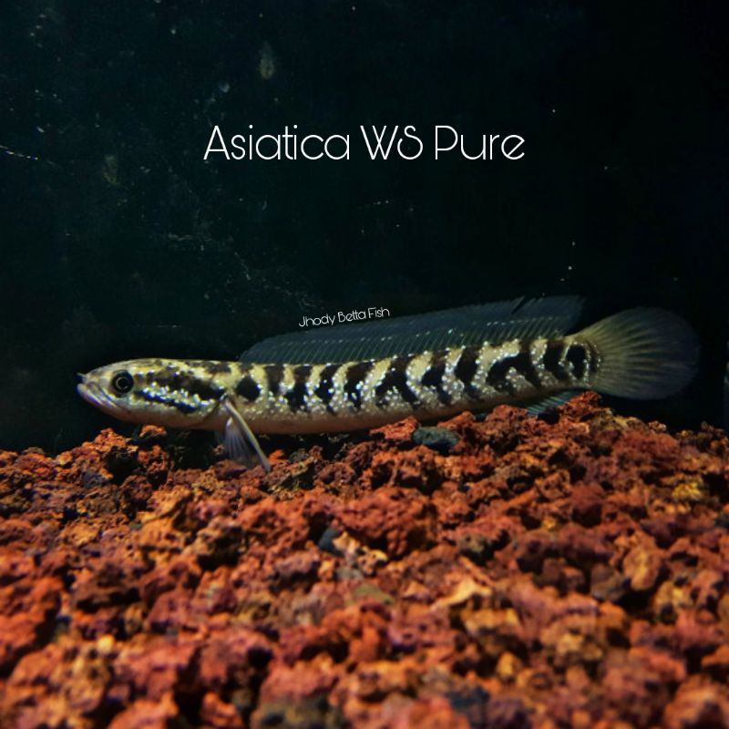 Channa Asiatica WS Pure 12cm Garansi Termurah