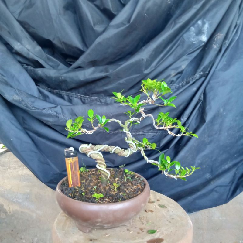 kimeng..bonggol besar (realpict.)