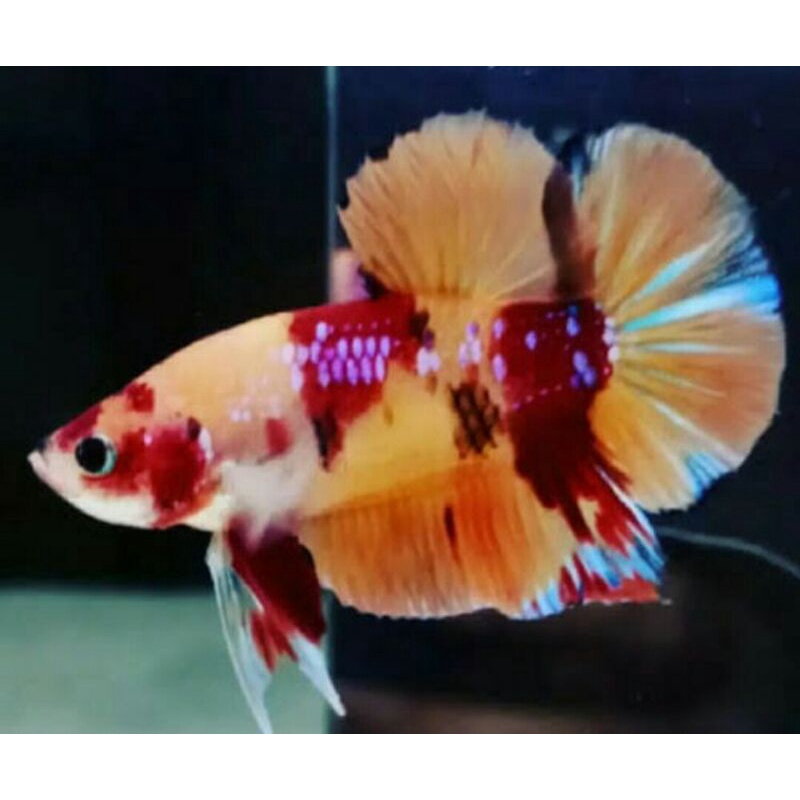 Ikan cupang Nemo