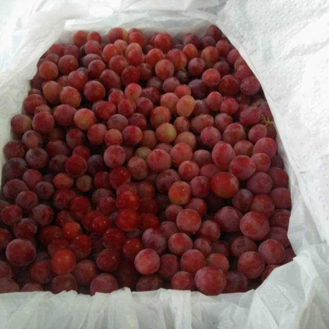 

Buah Angur Merah Red Globe