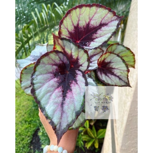 Tanaman Hias Begonia Rex silver ungu