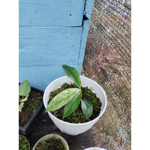 Rhapidophora foraminifera varigata
