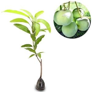 BIBIT BUAH APEL