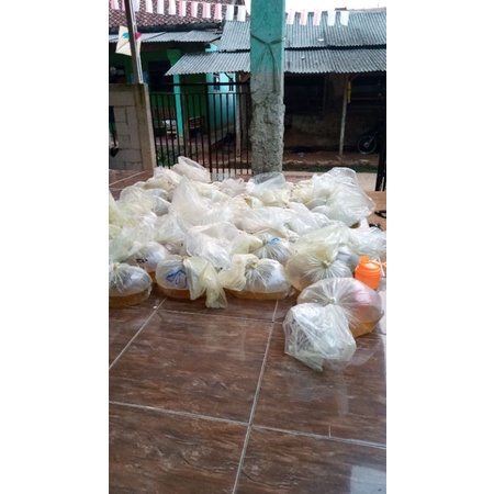 neon tetra kardinal tetra